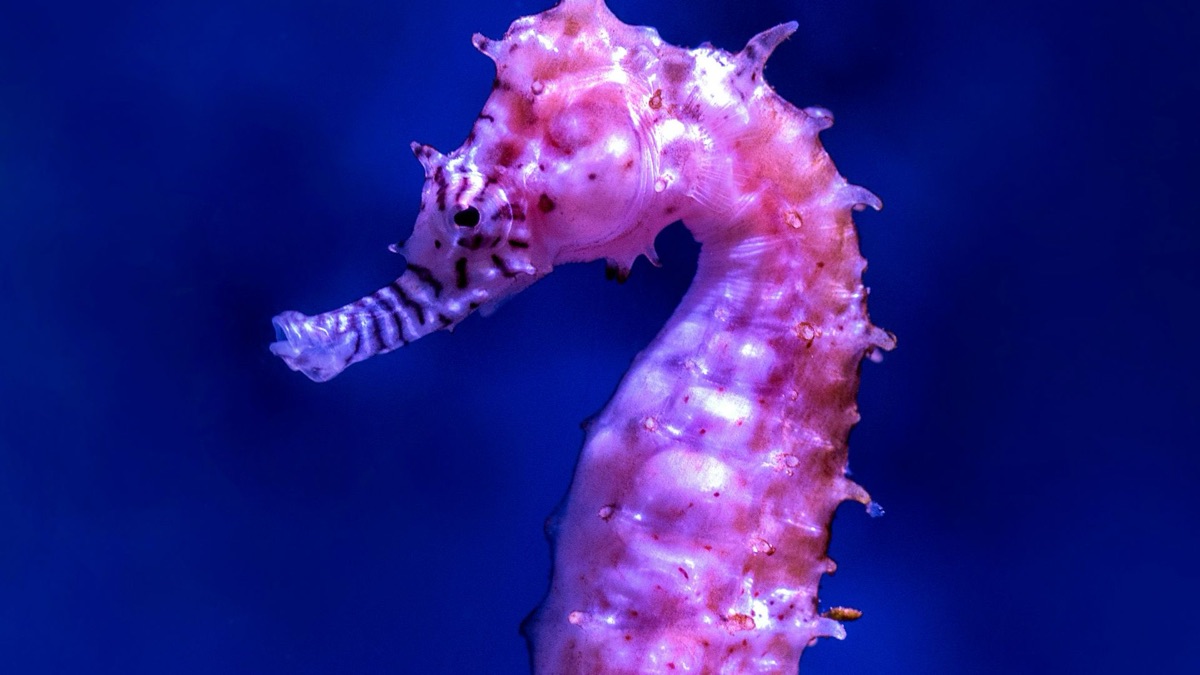 5 Adorable Facts About Loveable Ocean Creatures