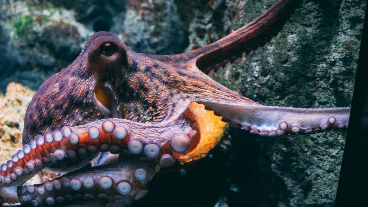 5 Adorable Facts About Loveable Ocean Creatures