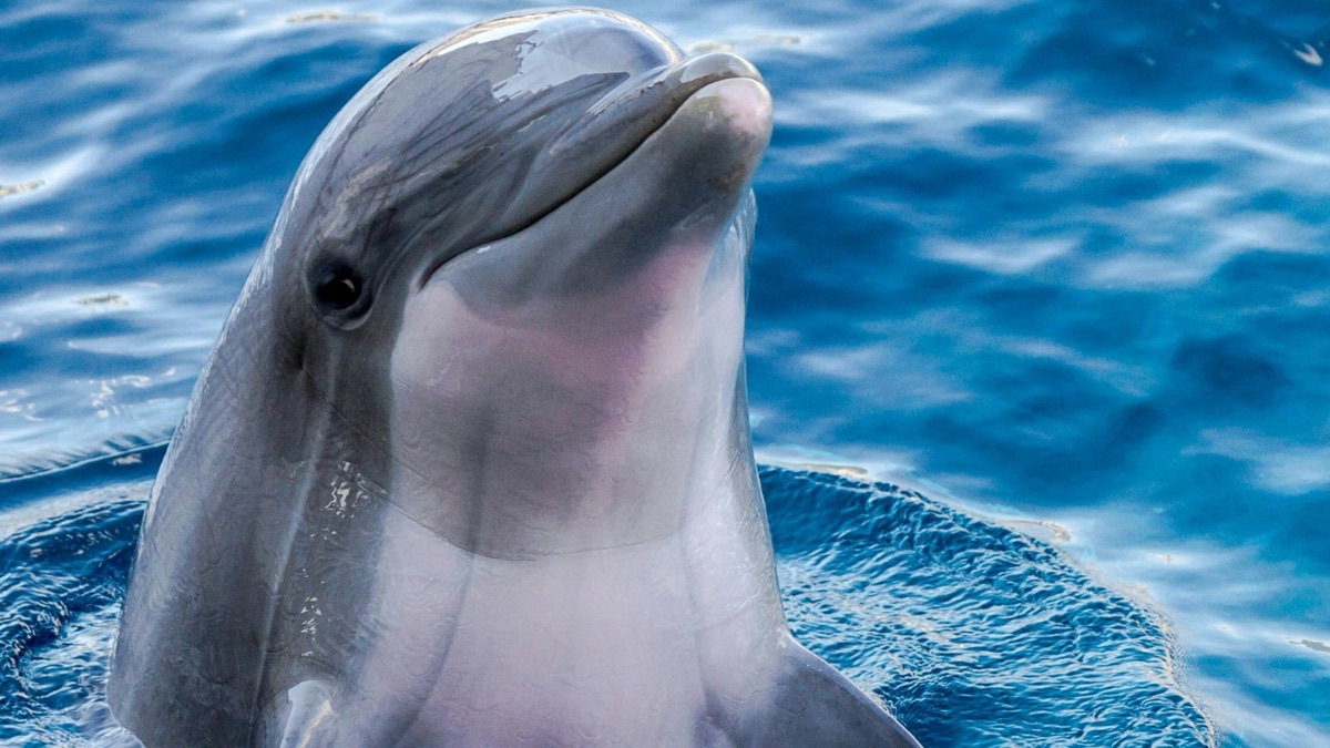 5 Adorable Facts About Loveable Ocean Creatures