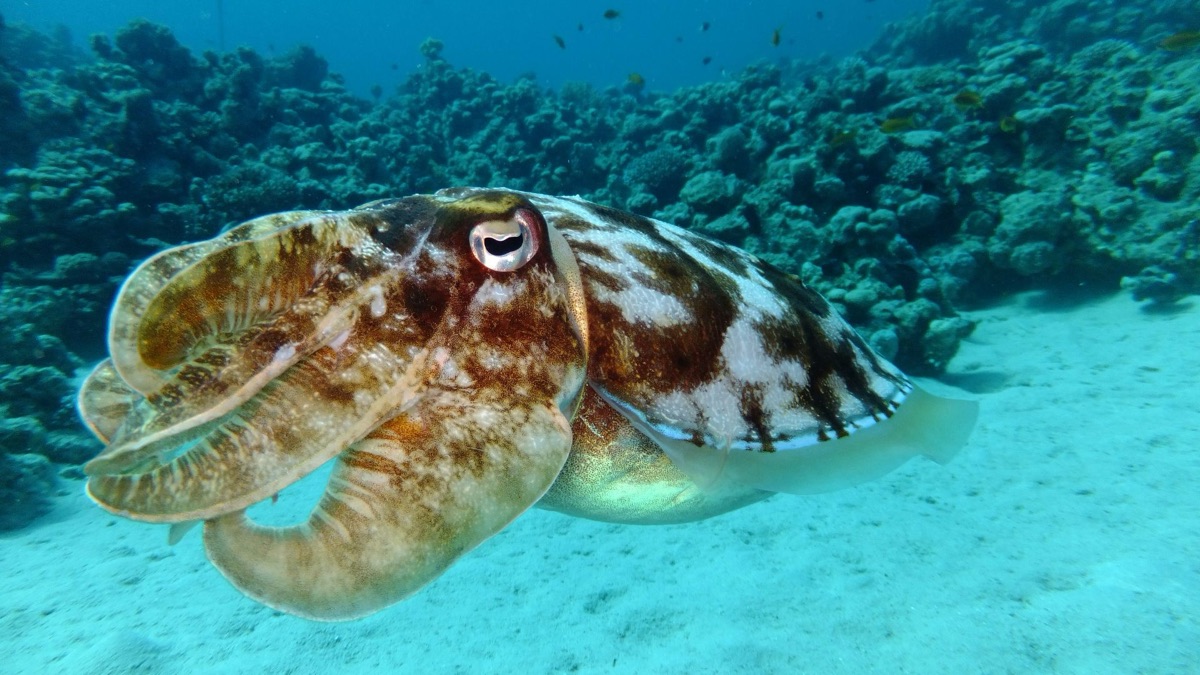 5 Aquatic Creatures With The Craziest Camouflage Techniques