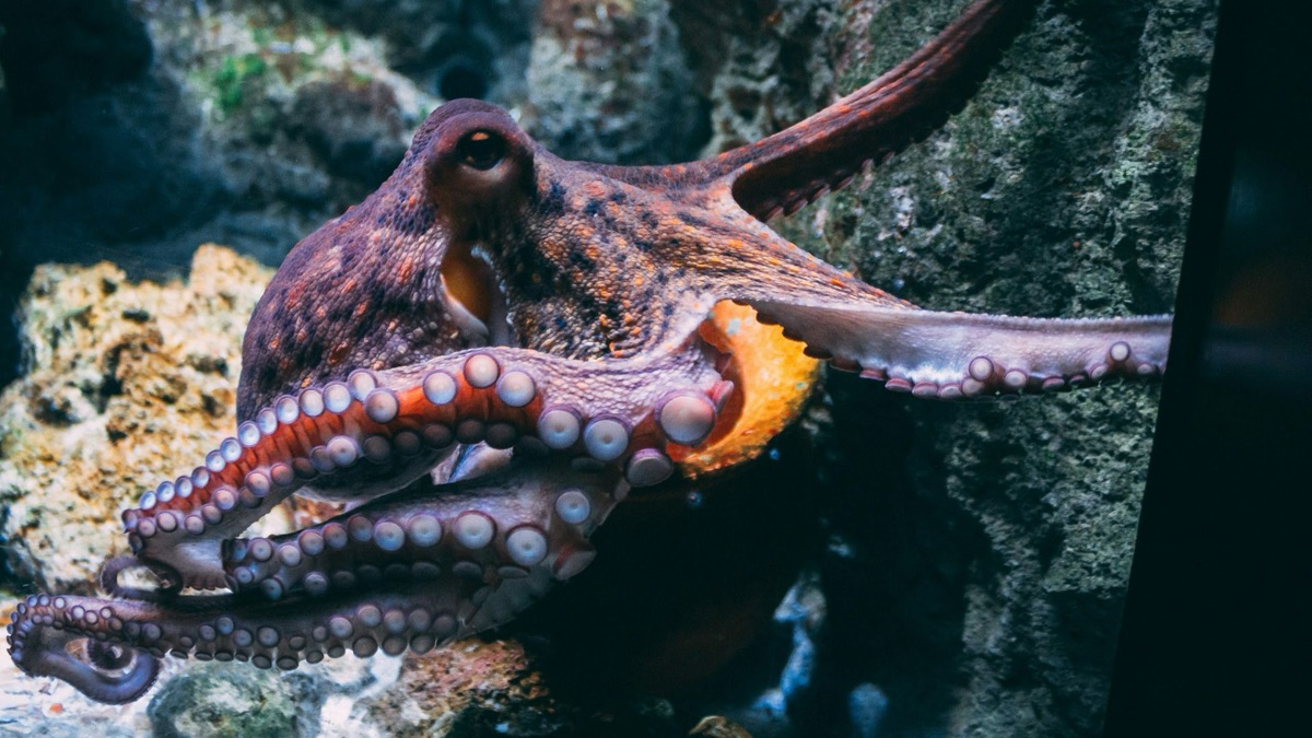 5 Facts About Octopuses That Prove How Amazing They Are