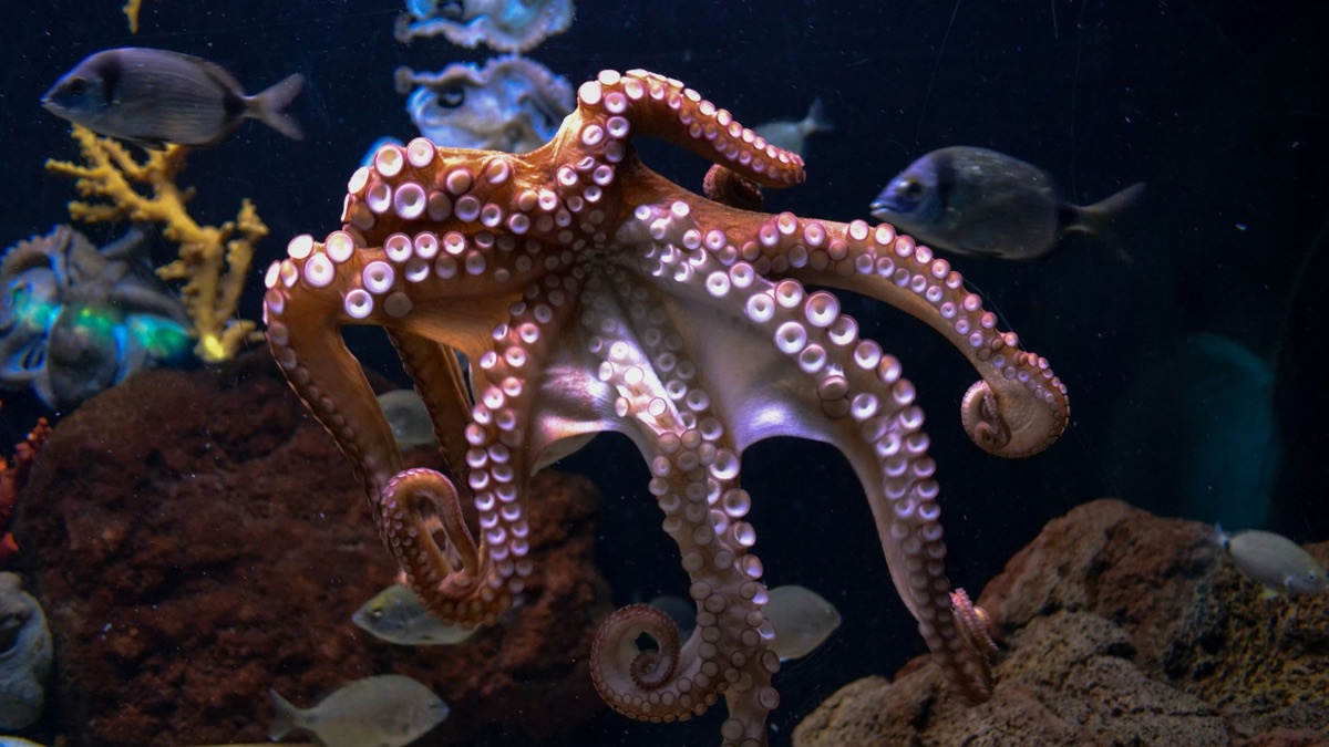 5 Facts About Octopuses That Prove How Amazing They Are