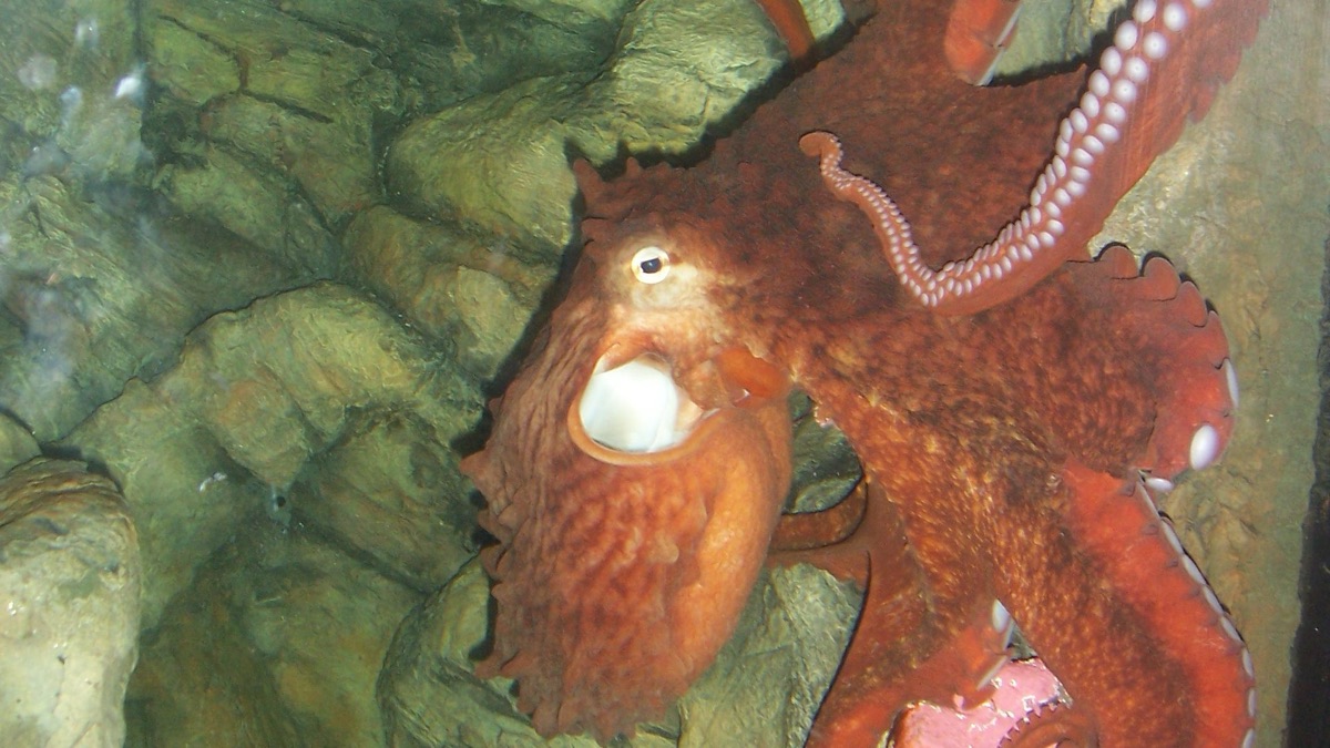 5 Phenomenal Octopus Species You'd Have To See To Believe