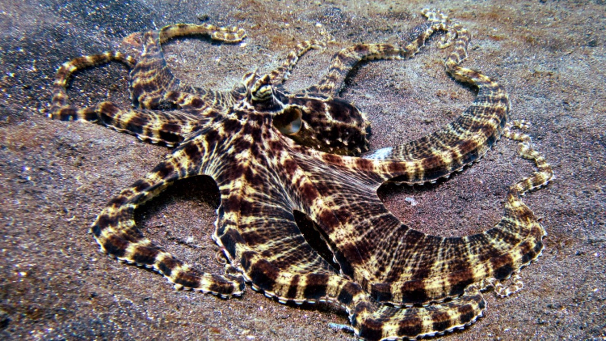 5 Phenomenal Octopus Species You'd Have To See To Believe
