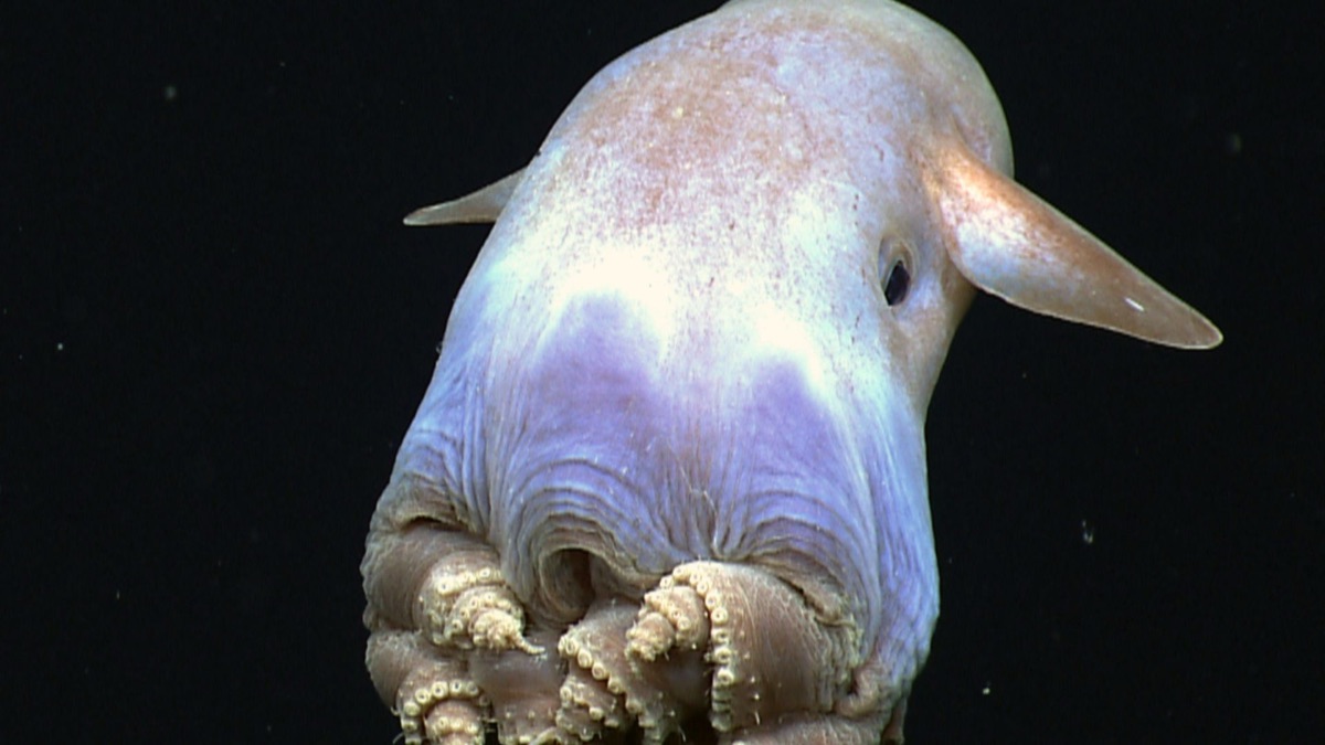 5 Phenomenal Octopus Species You'd Have To See To Believe