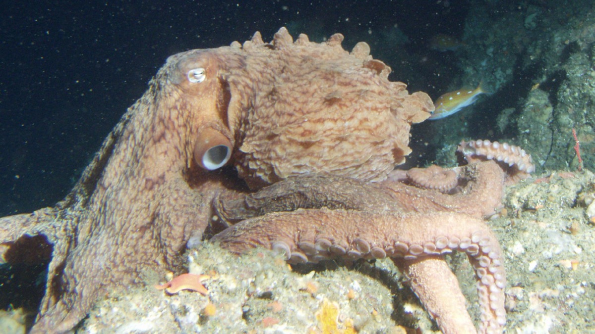 5 Phenomenal Octopus Species You'd Have To See To Believe
