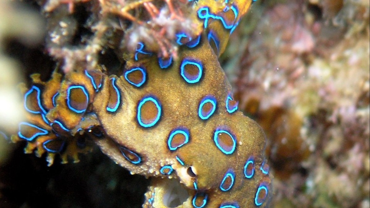 The 5 Deadliest Ocean Creatures On The Planet