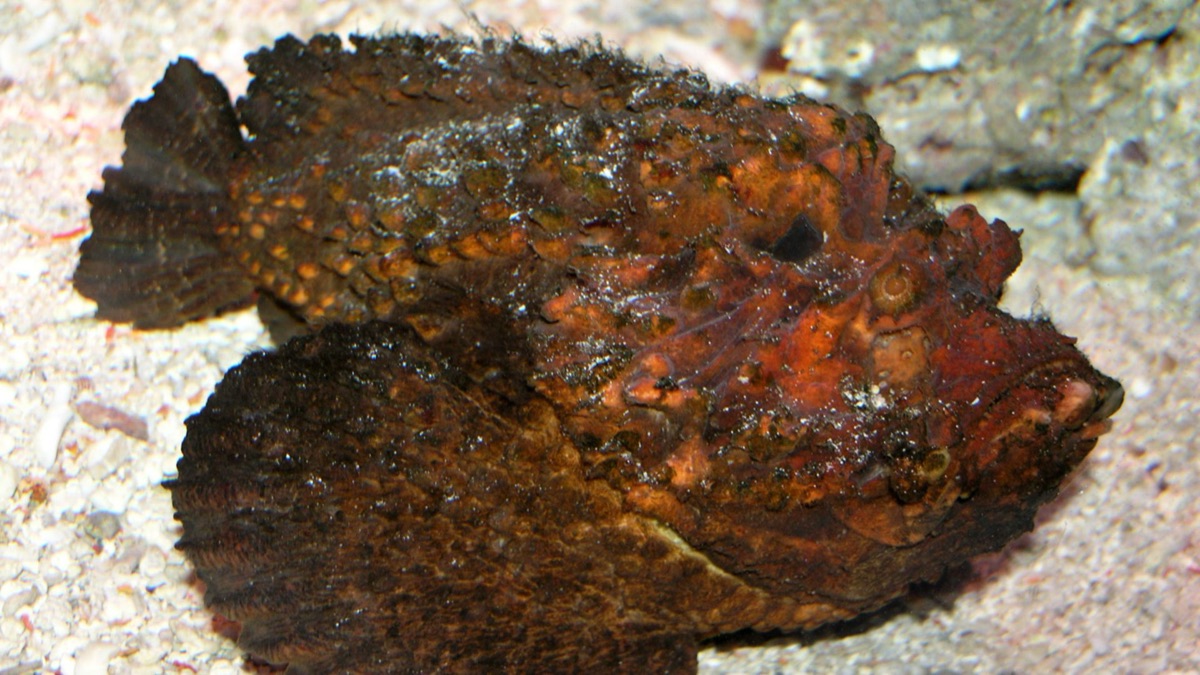The 5 Deadliest Ocean Creatures On The Planet